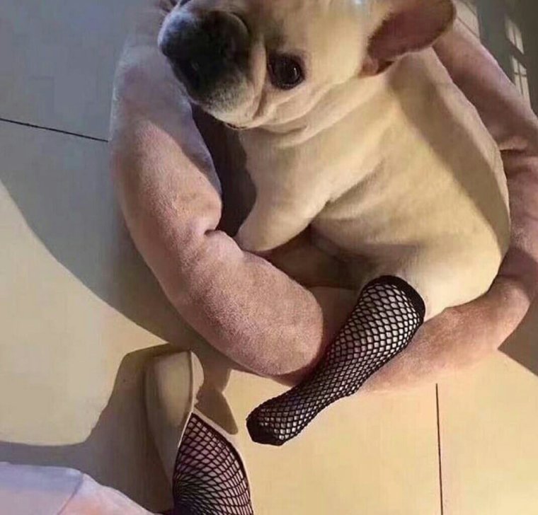 Забавные поросята