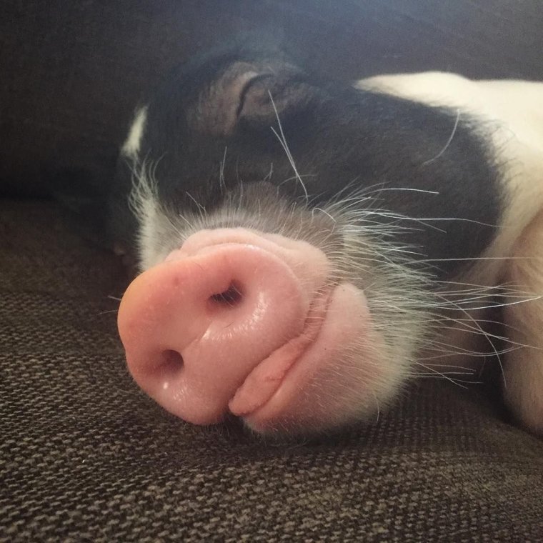 Селфи свиньи