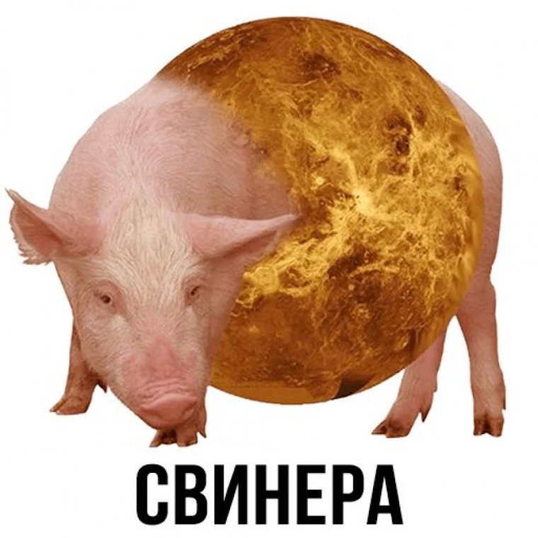Крутая свинья