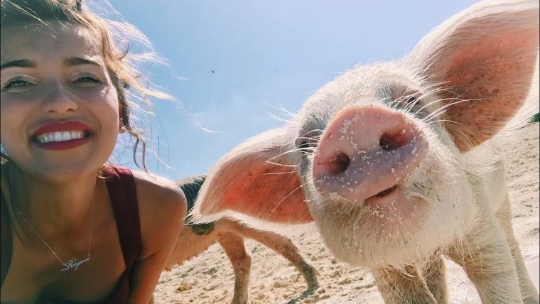 Фото худой свиньи смешное