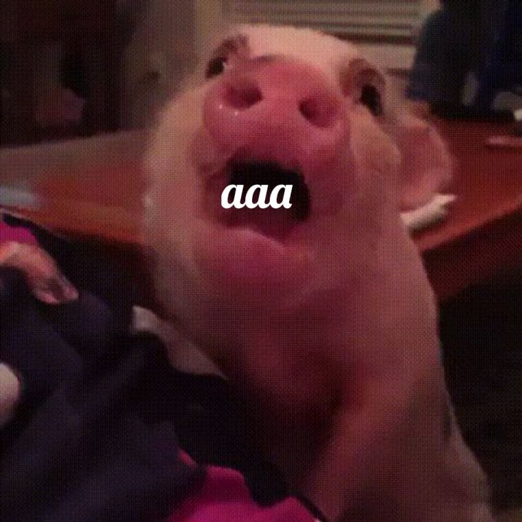 Чихуахуа Туна