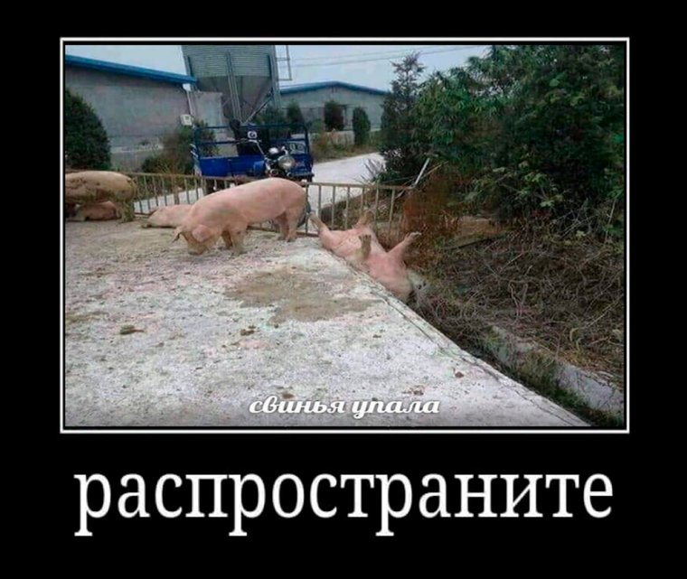 Смешной мини Пиг