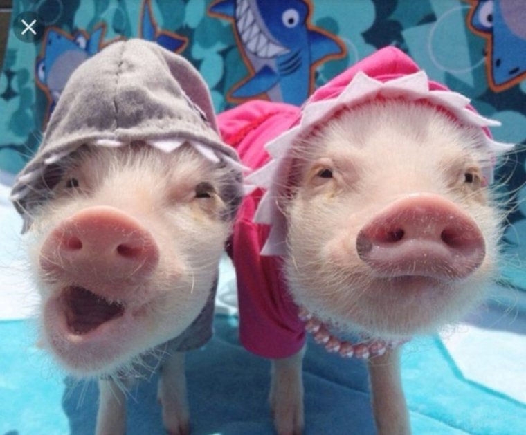 Свинья прыгает