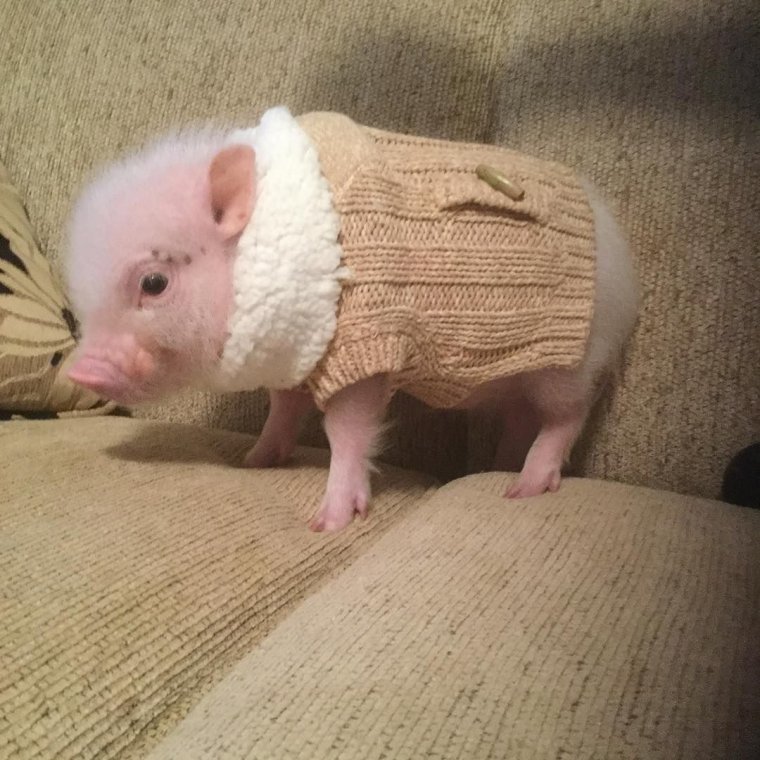 Мое тотемное животное прикол