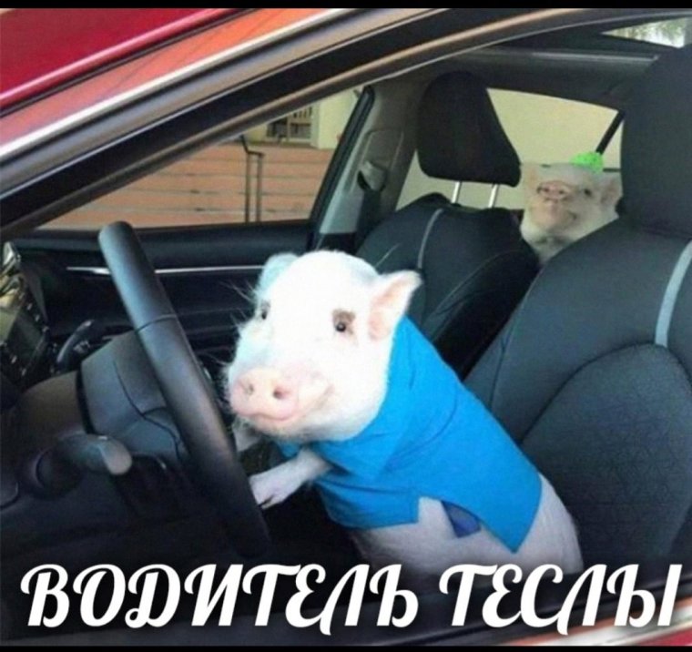 Свинья прикол
