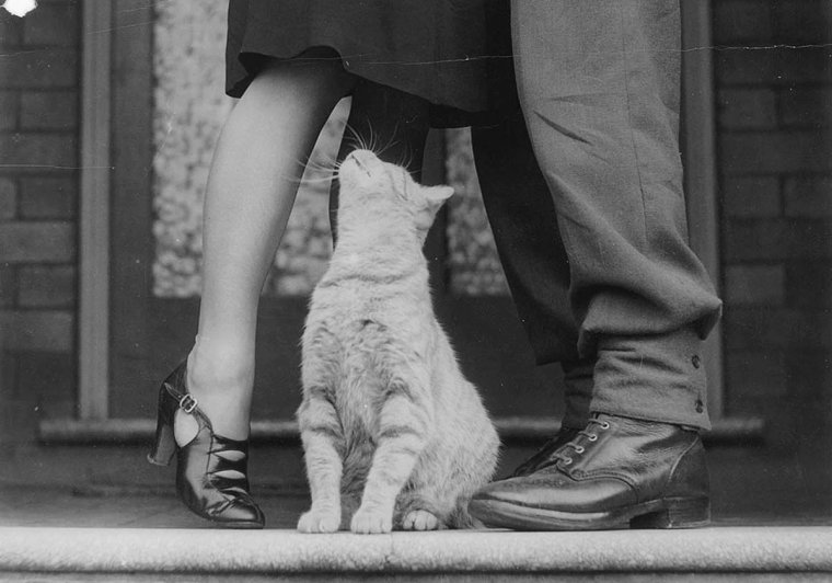 Кот у женских ног