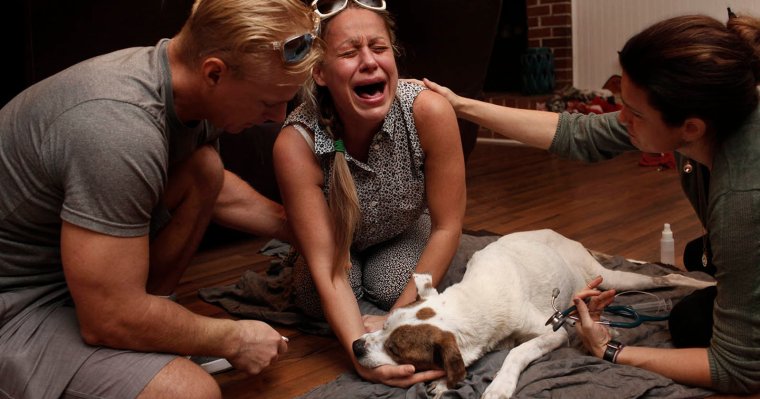 Мёртвые домашние животные