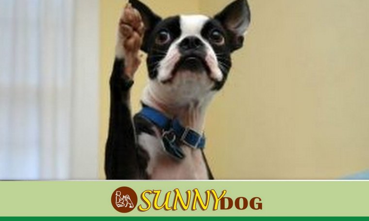 Собака с поднятой лапой