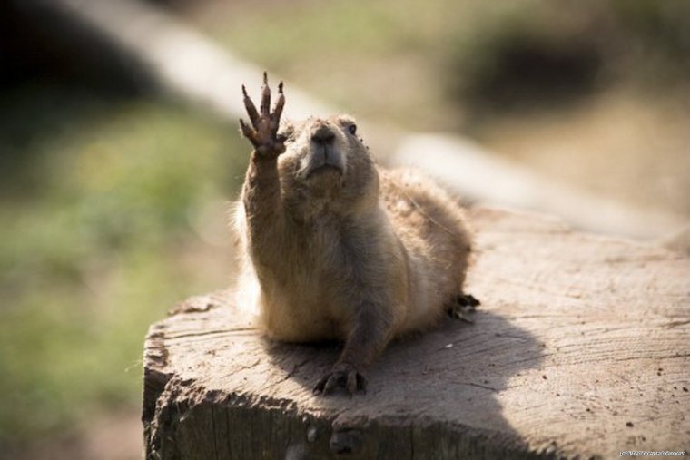 Привет суслик