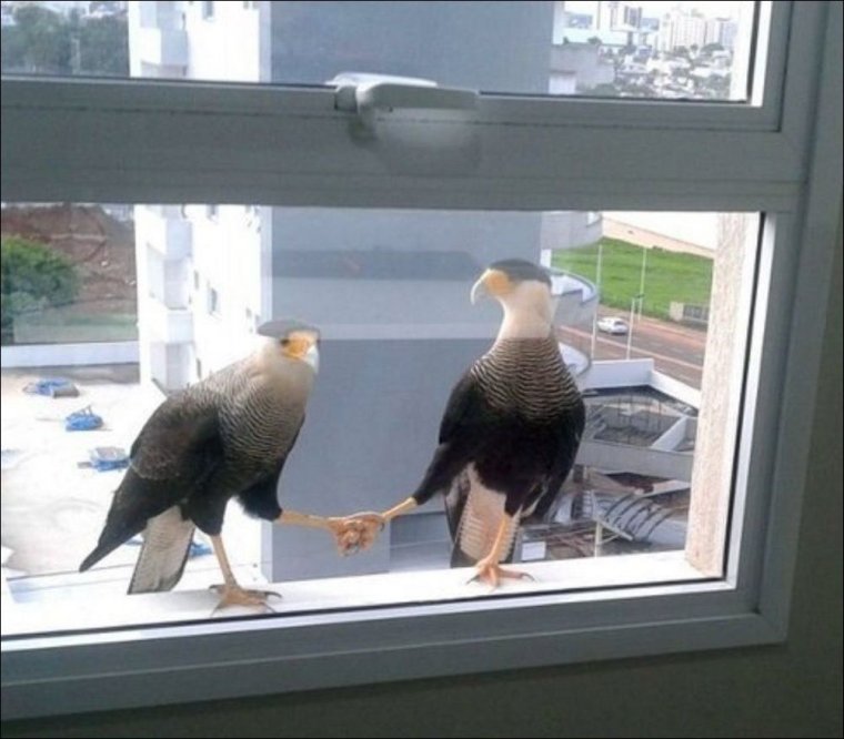 До свидания смешные картинки