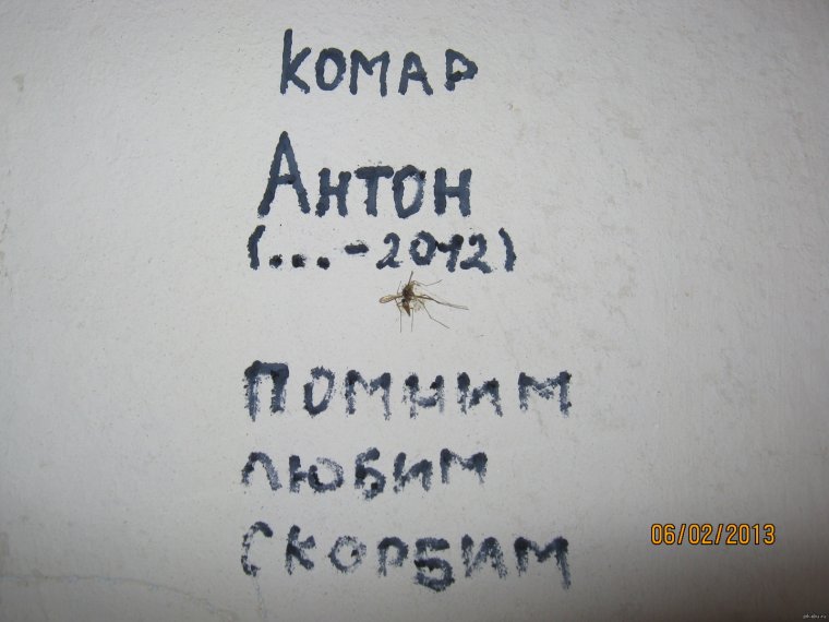 Поздравление Антону