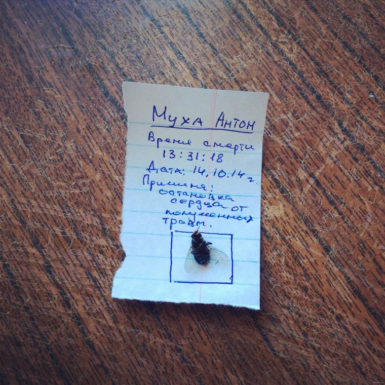 Приколы с именем Антон