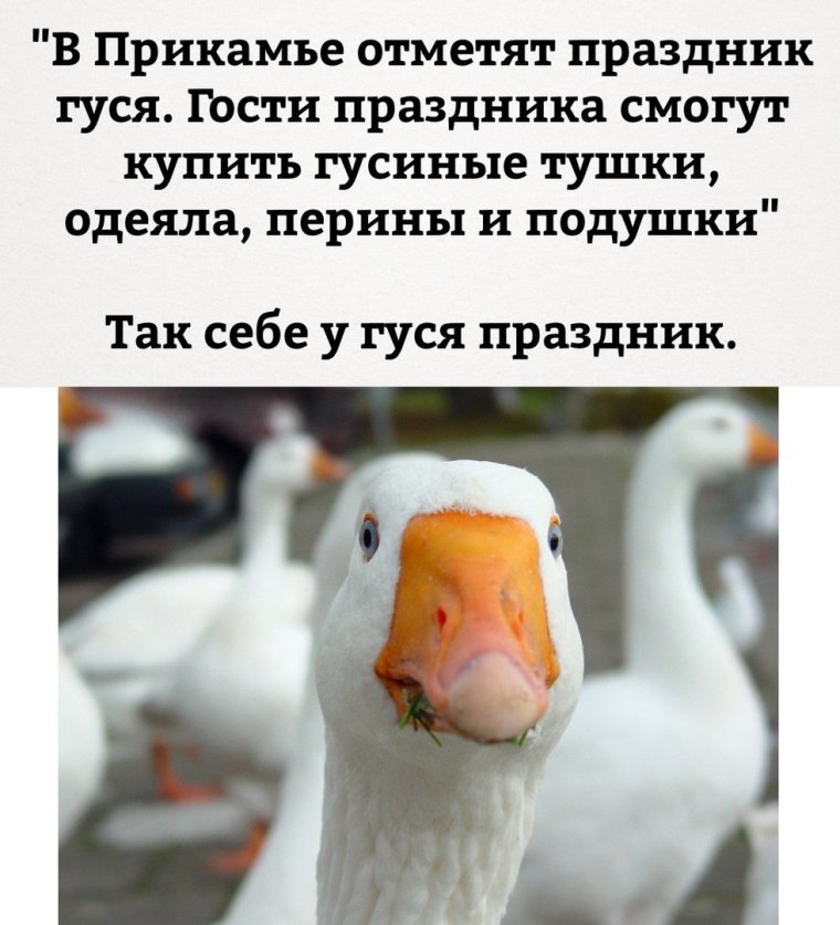 Мемы про гусей