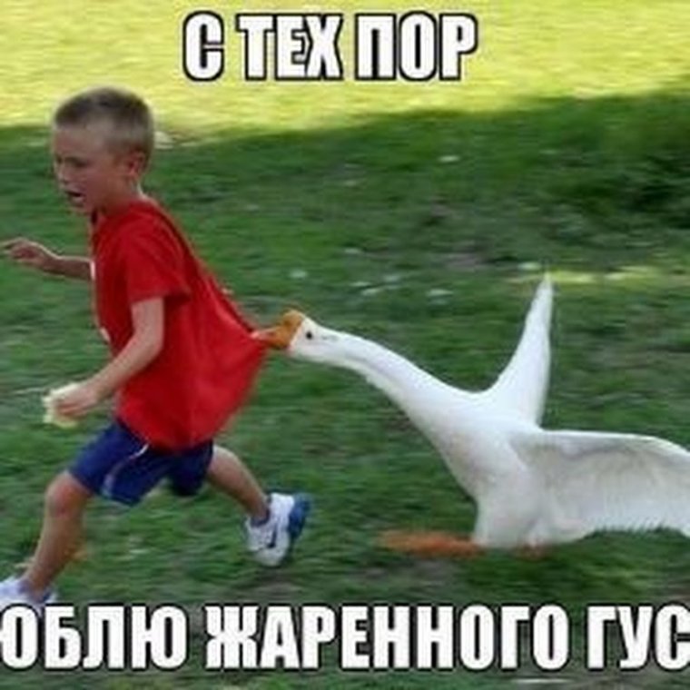 Гусь спереди смешной