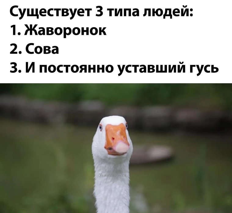 Смешные анекдоты про гусей
