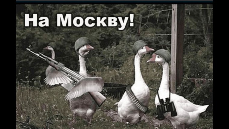 Спящий Гусь прикольные картинки