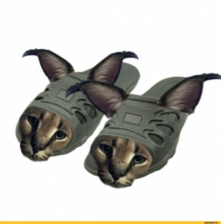 Котенок в тапке