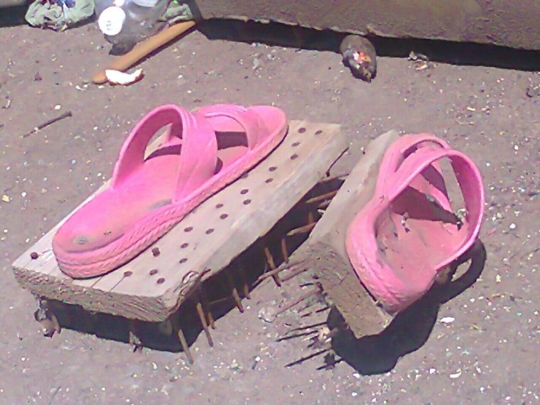 Коты в тапках