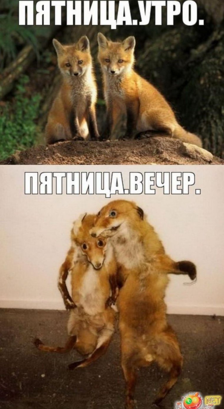 Лиса до работы и после