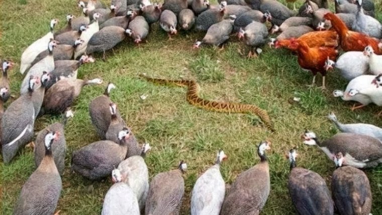 Шутки про женский коллектив