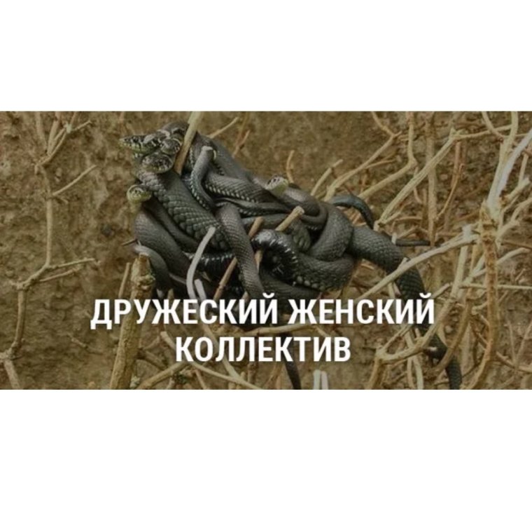 Мем со змеями подруги