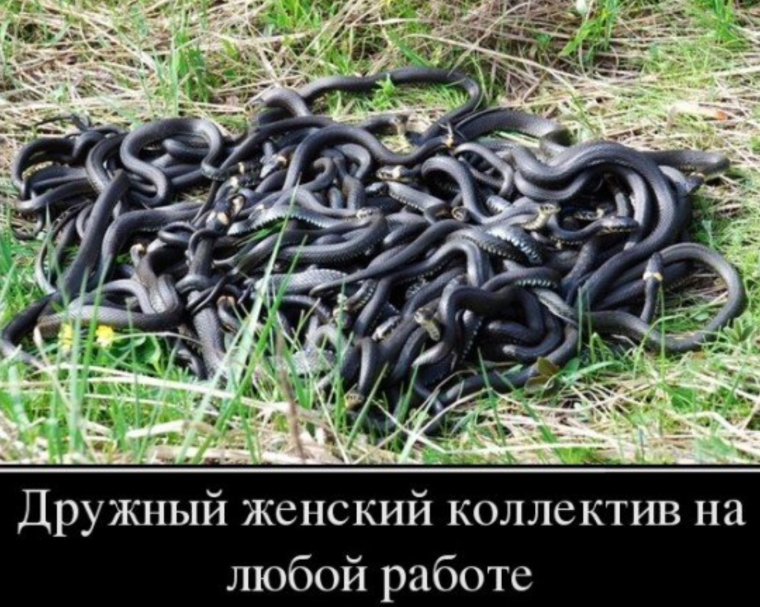 Змеиный клубок дружный женский коллектив