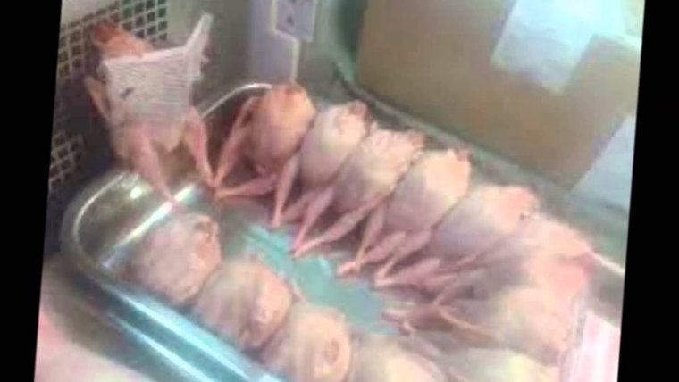 Смешные надписи про куриц