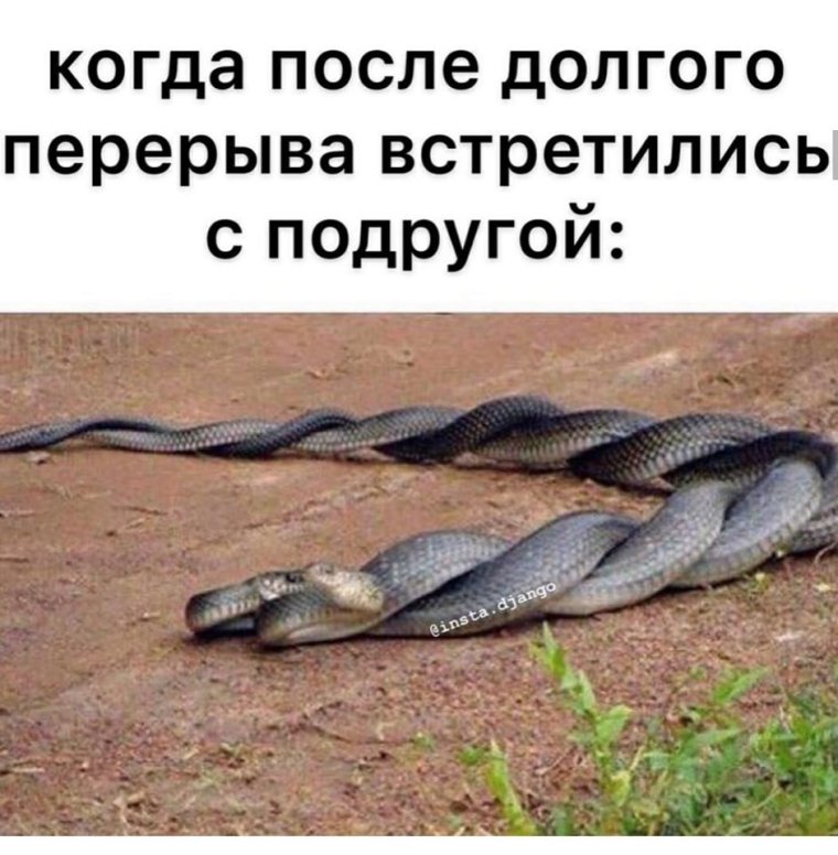 Две змеи подруги