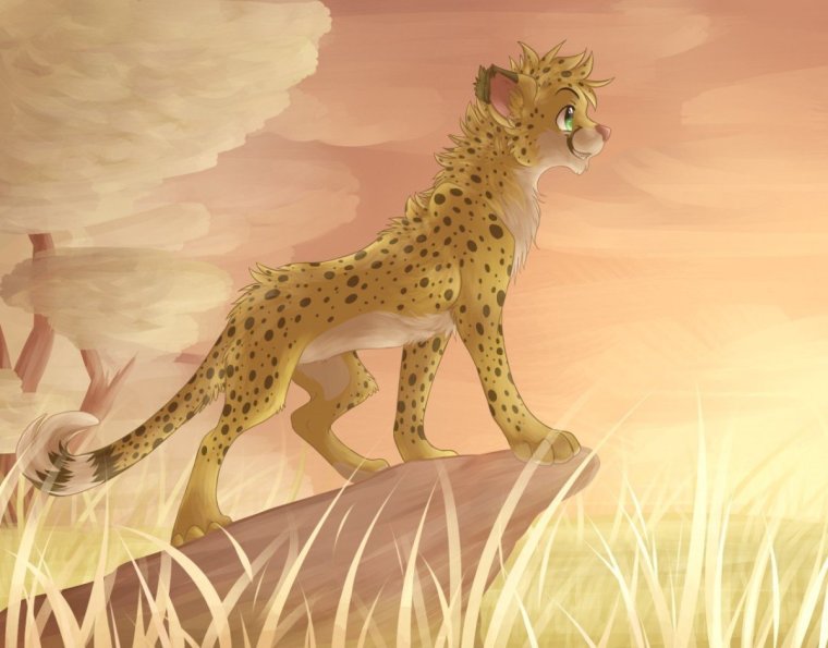 Коты Воители Warriors