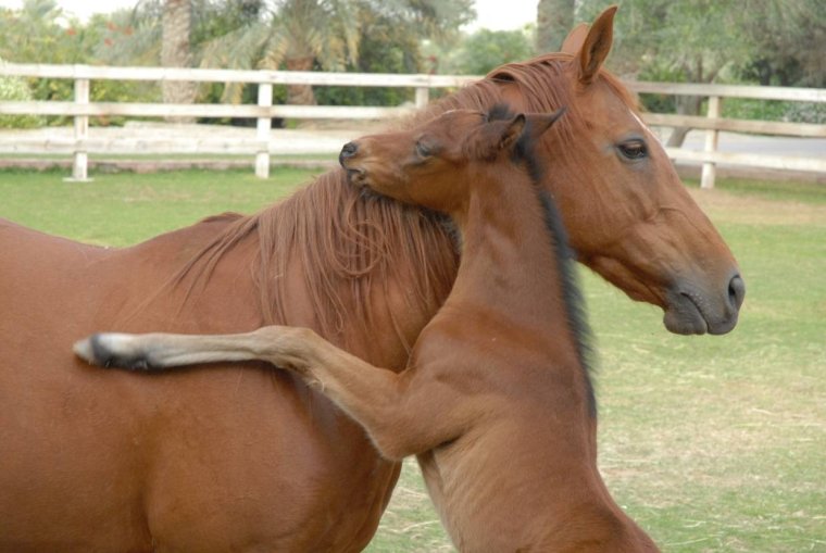 Лошадку жалко Мем