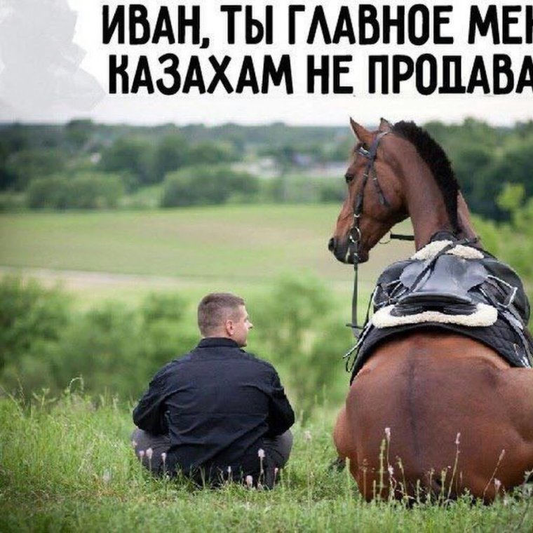 Смешные лошади с надписями