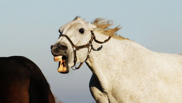 Алкаш на лошади