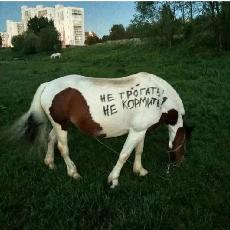 Комиксы про лошадей