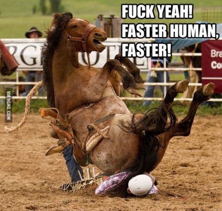 Смешные мемы с лошадьми
