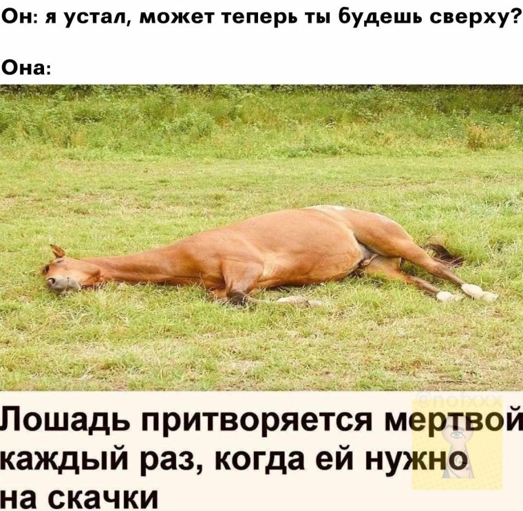 Шутки про конный спорт