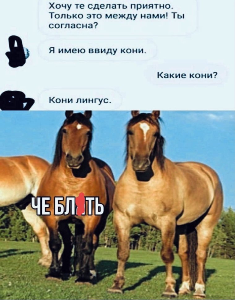 Мемы про лошадей