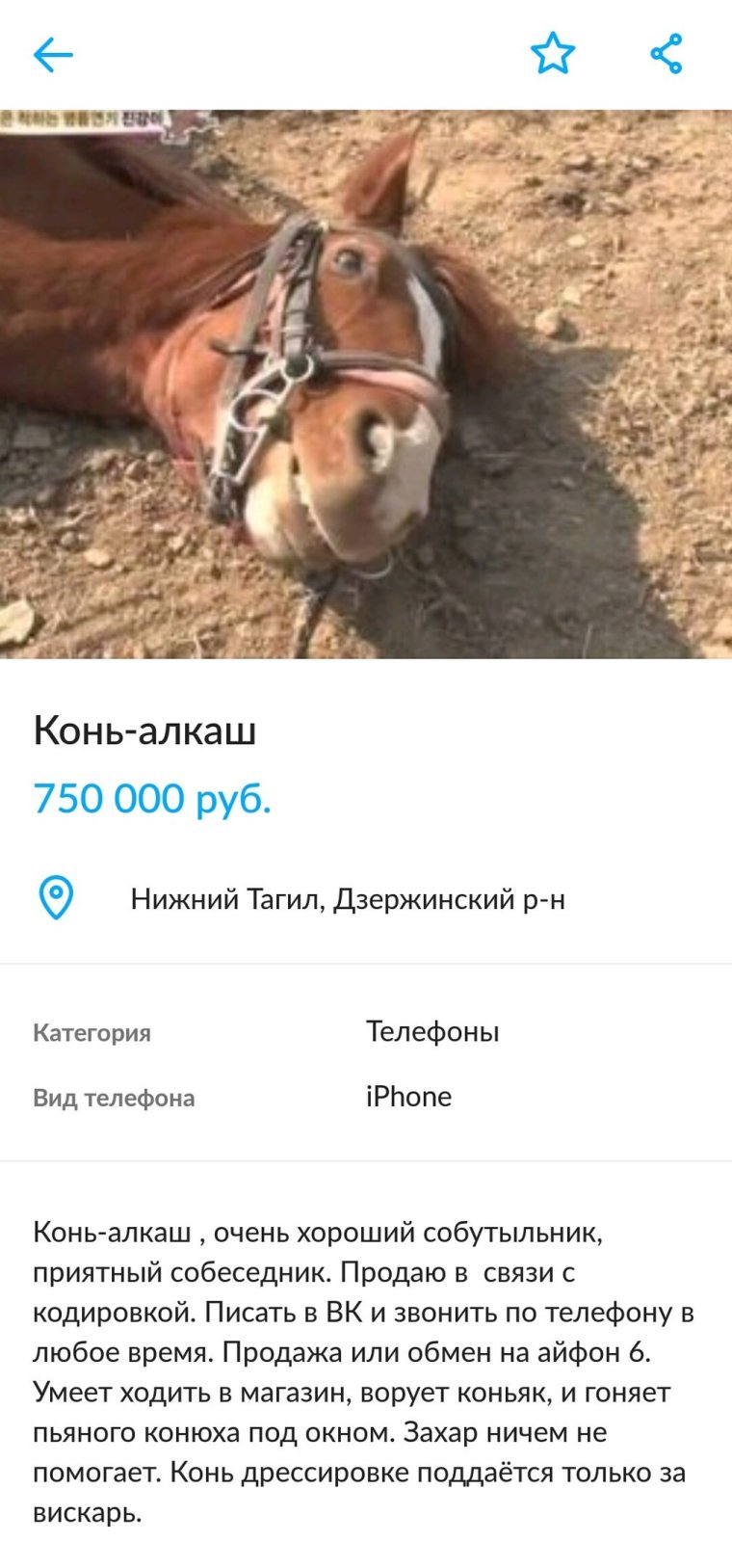 Высказывания о лошадях