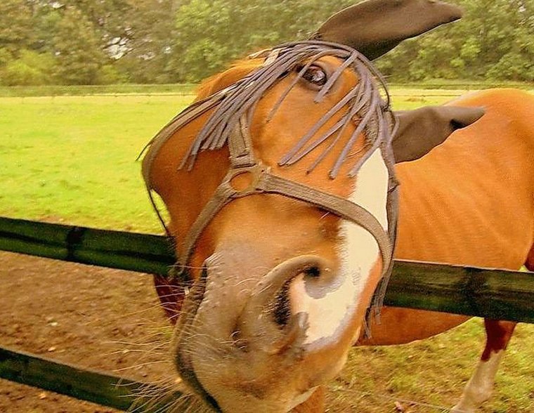 Люди и лошади юмор