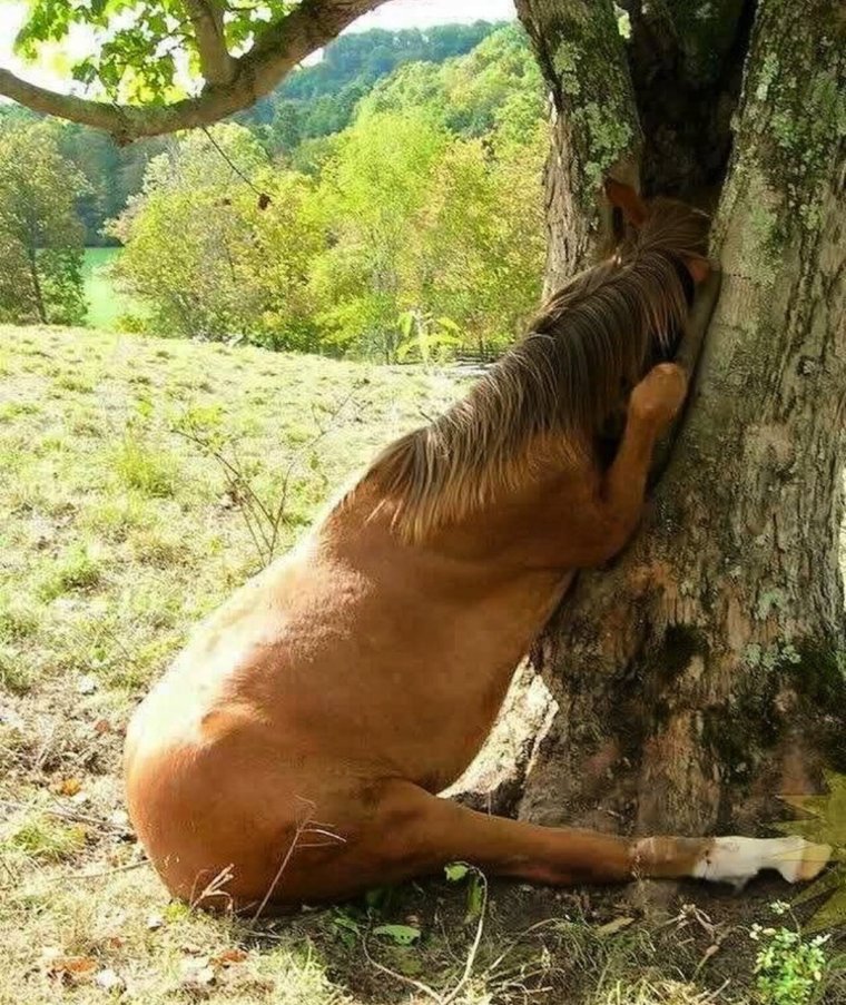 Сидячая лошадь