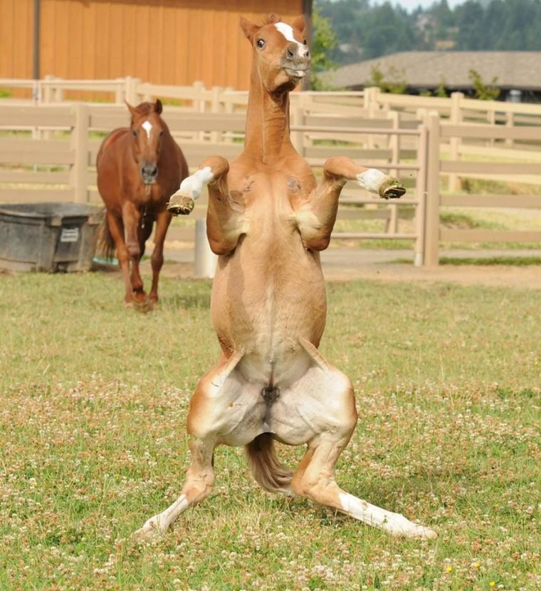 Лошадка прикол