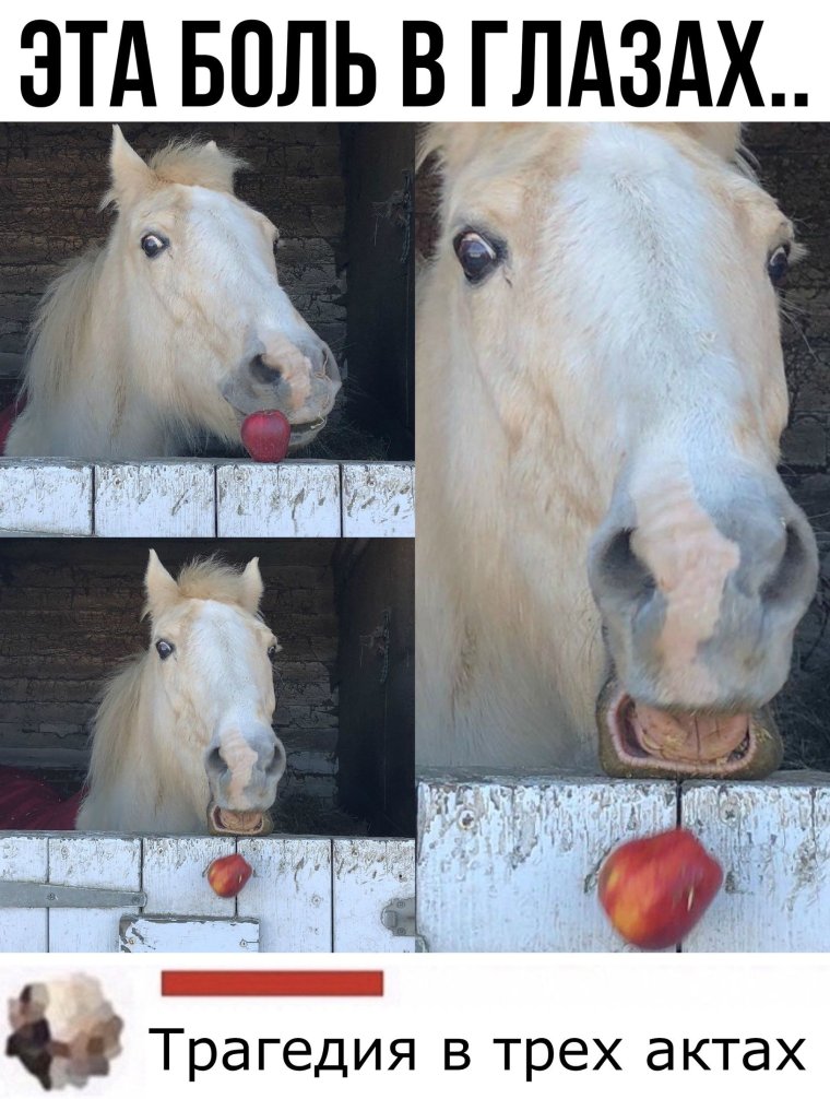 Сударь вы упорот лошадь