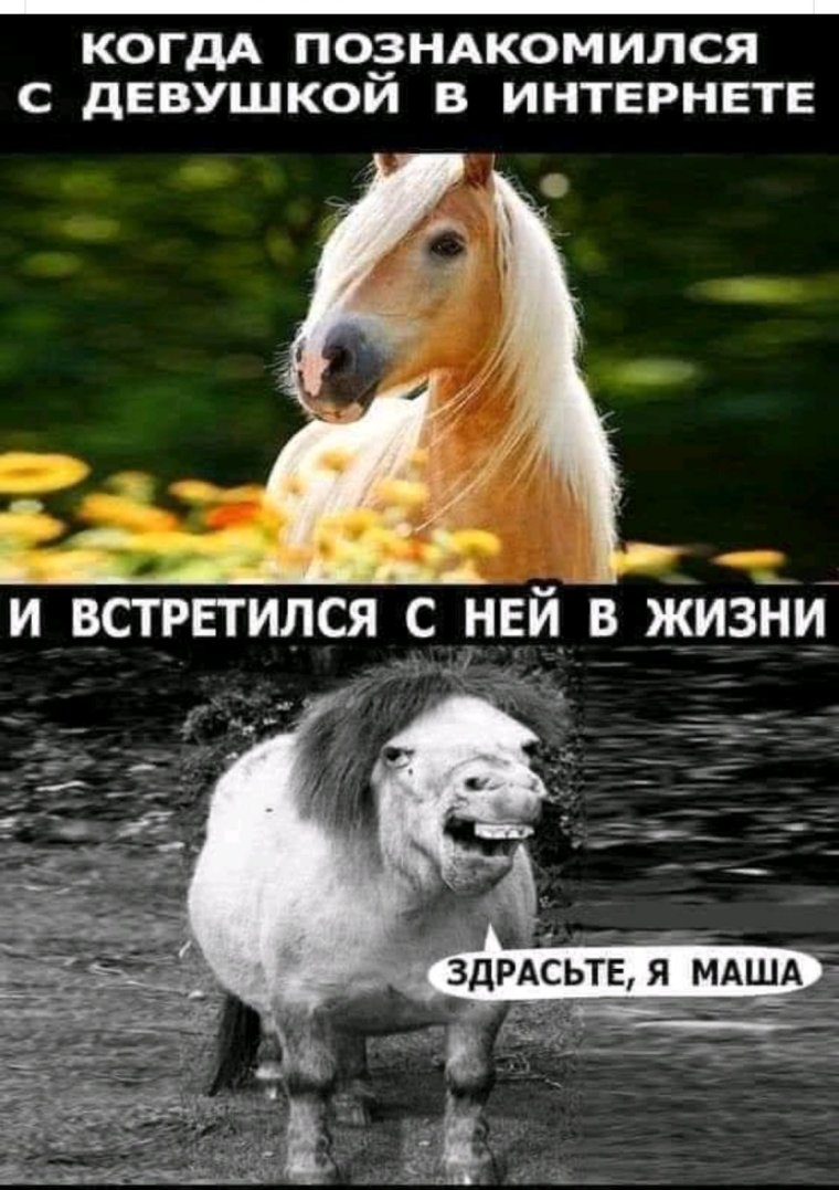 Смешные мемы с лошадьми