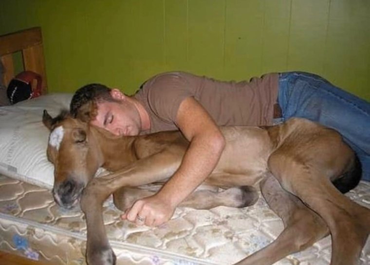 Тыгыдымский конь