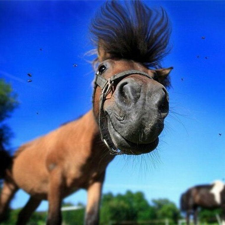 Конь чаю бегу