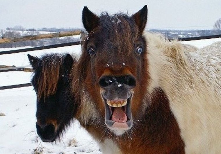 Лошадь ржет