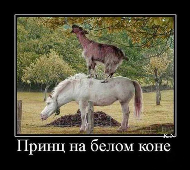 Половые отношения с животными