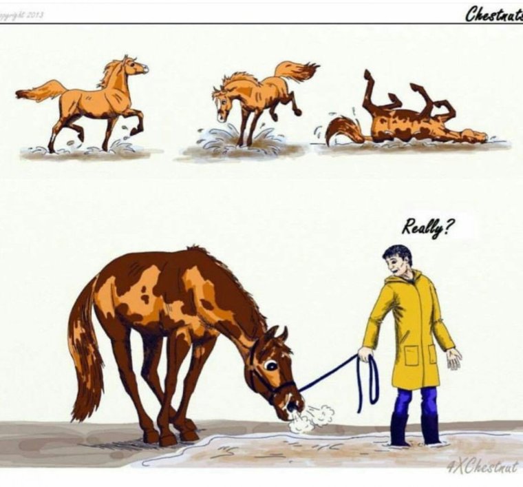 Доброе утро с лошадьми