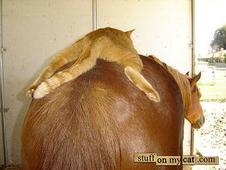 Смешная лошадь прикол