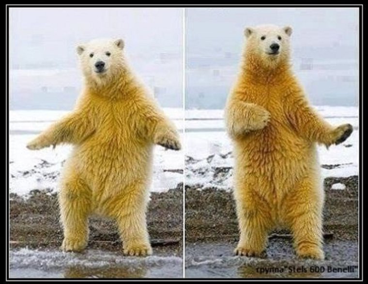 Белый медведь танцует