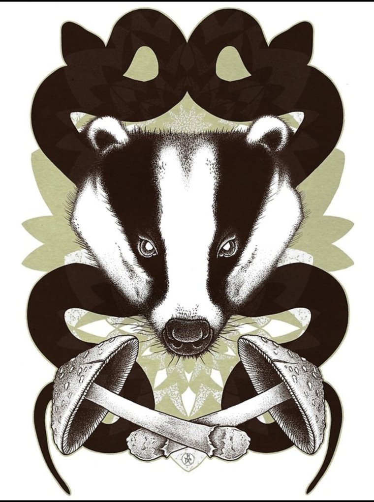 Барсук медоед арт